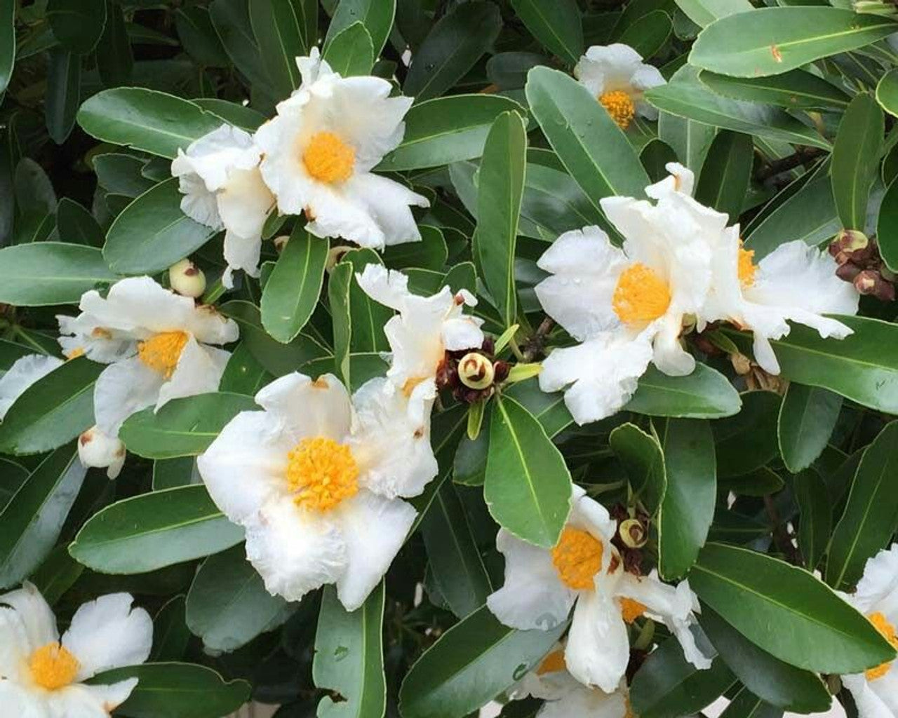 Fried Egg Plant (Gordonia axillaris)