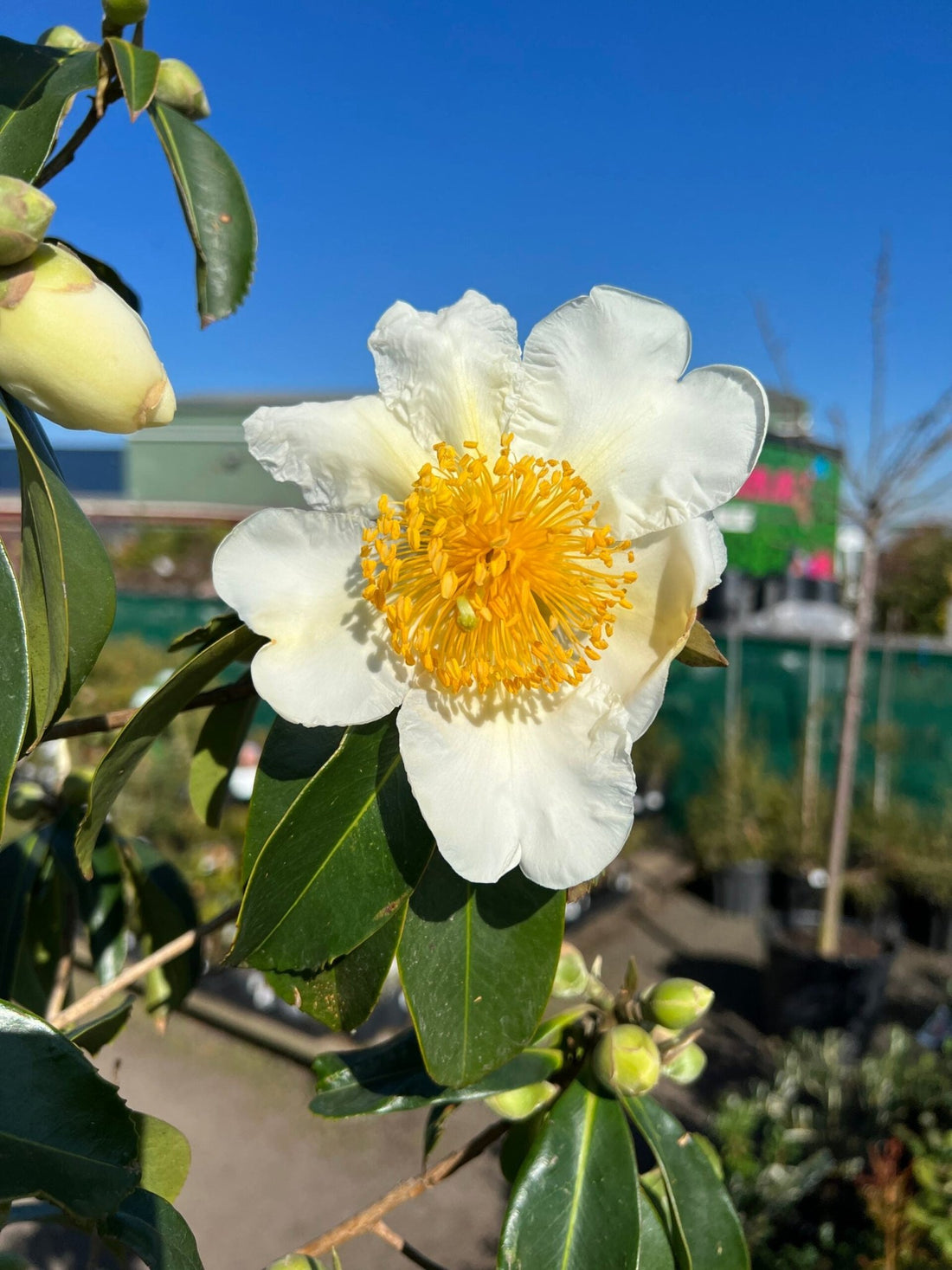 Fried Egg Plant Silkscreen (Gordonia yunnanensis) - Ladybird Nursery