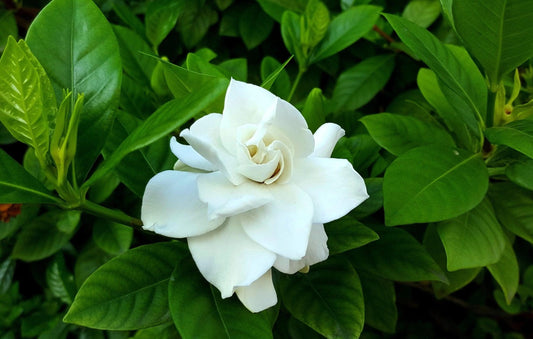 Gardenia 'Aimee Yoshiba' (Gardenia augusta)