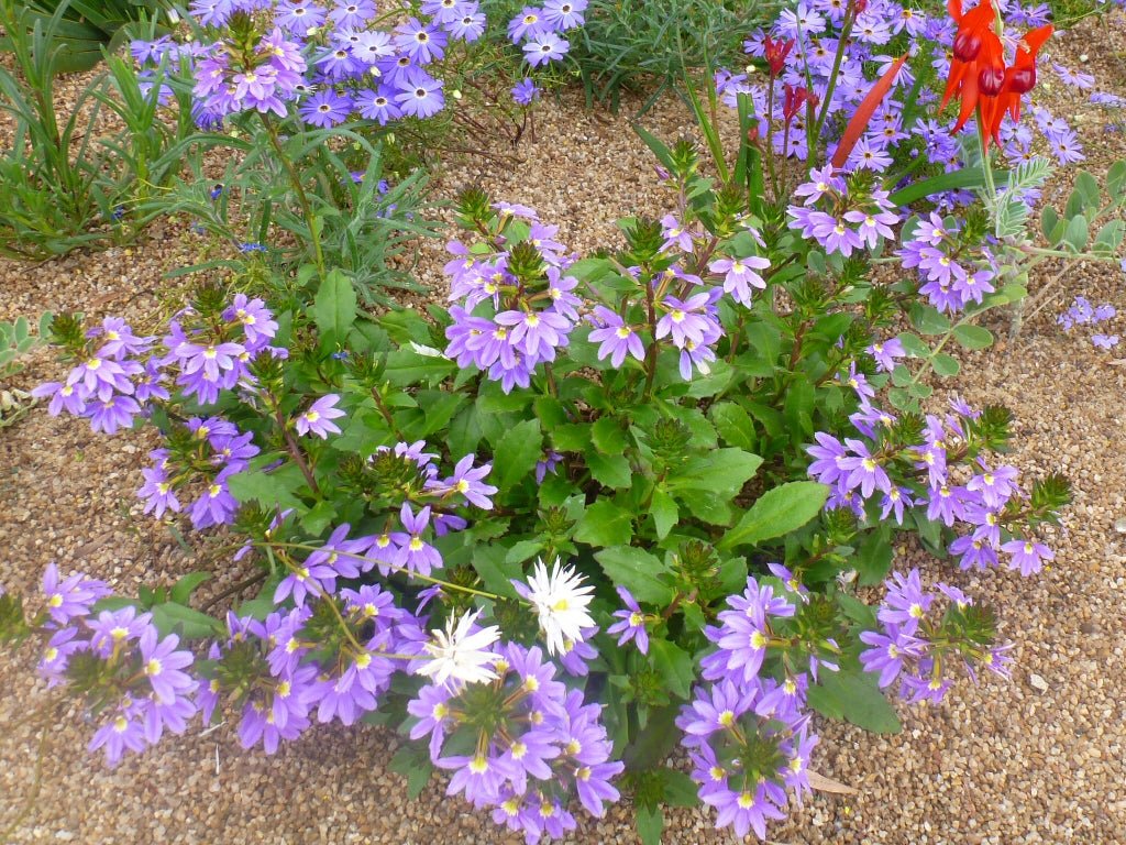 Fan Flower Purple Fanfare (Scaevola aemula) - Ladybird Nursery