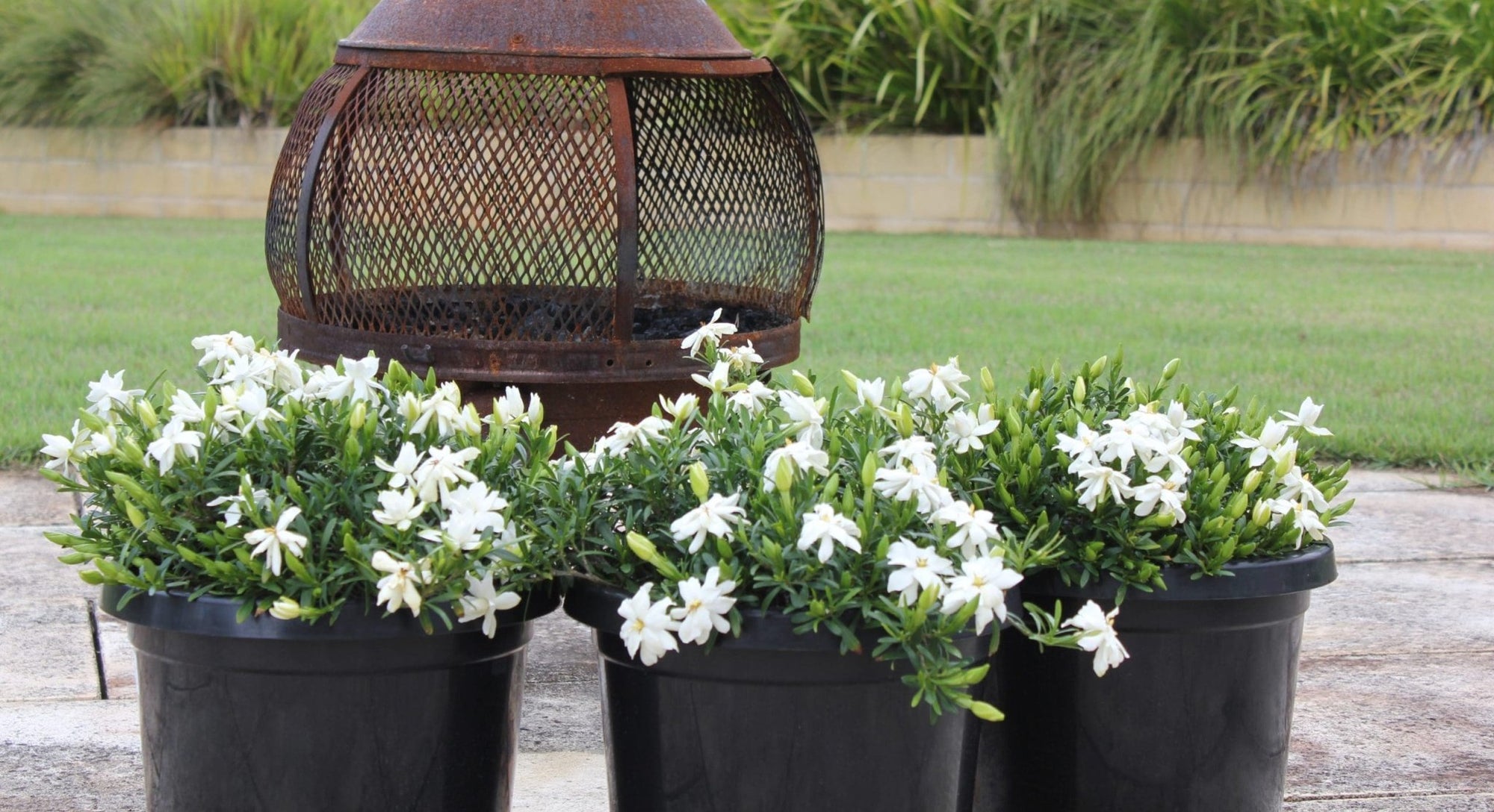 Gardenia O SO FINE™ (Gardenia augusta) - Ladybird Nursery