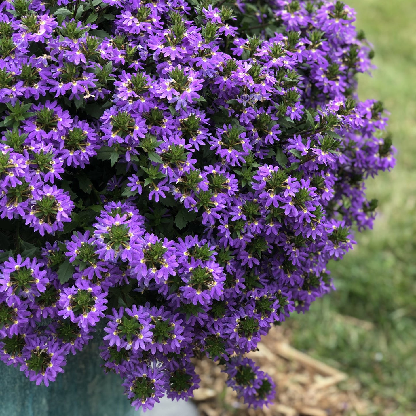 Fan Flower Seaside Magic Mix (Scaevola)