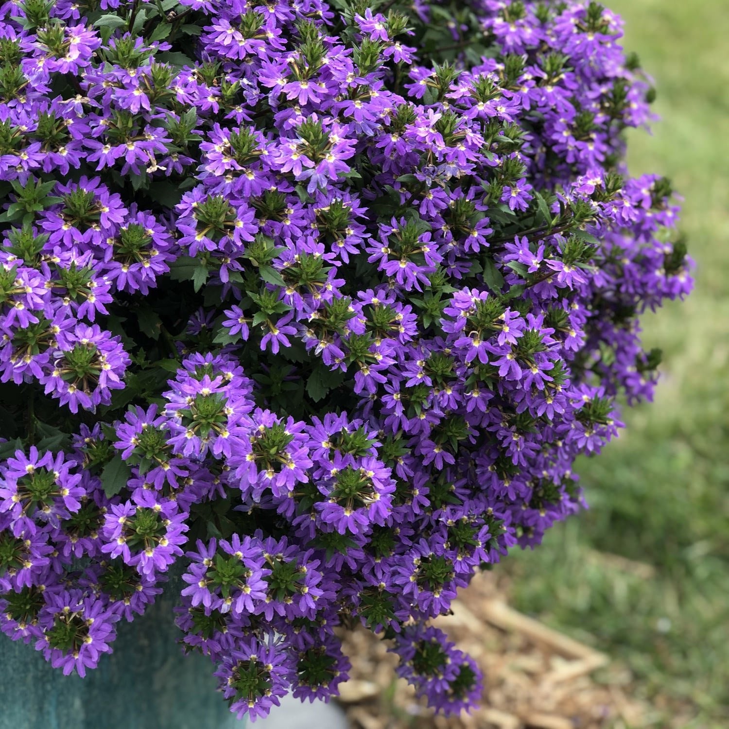 Fan Flower Seaside Magic Mix (Scaevola) - Ladybird Nursery