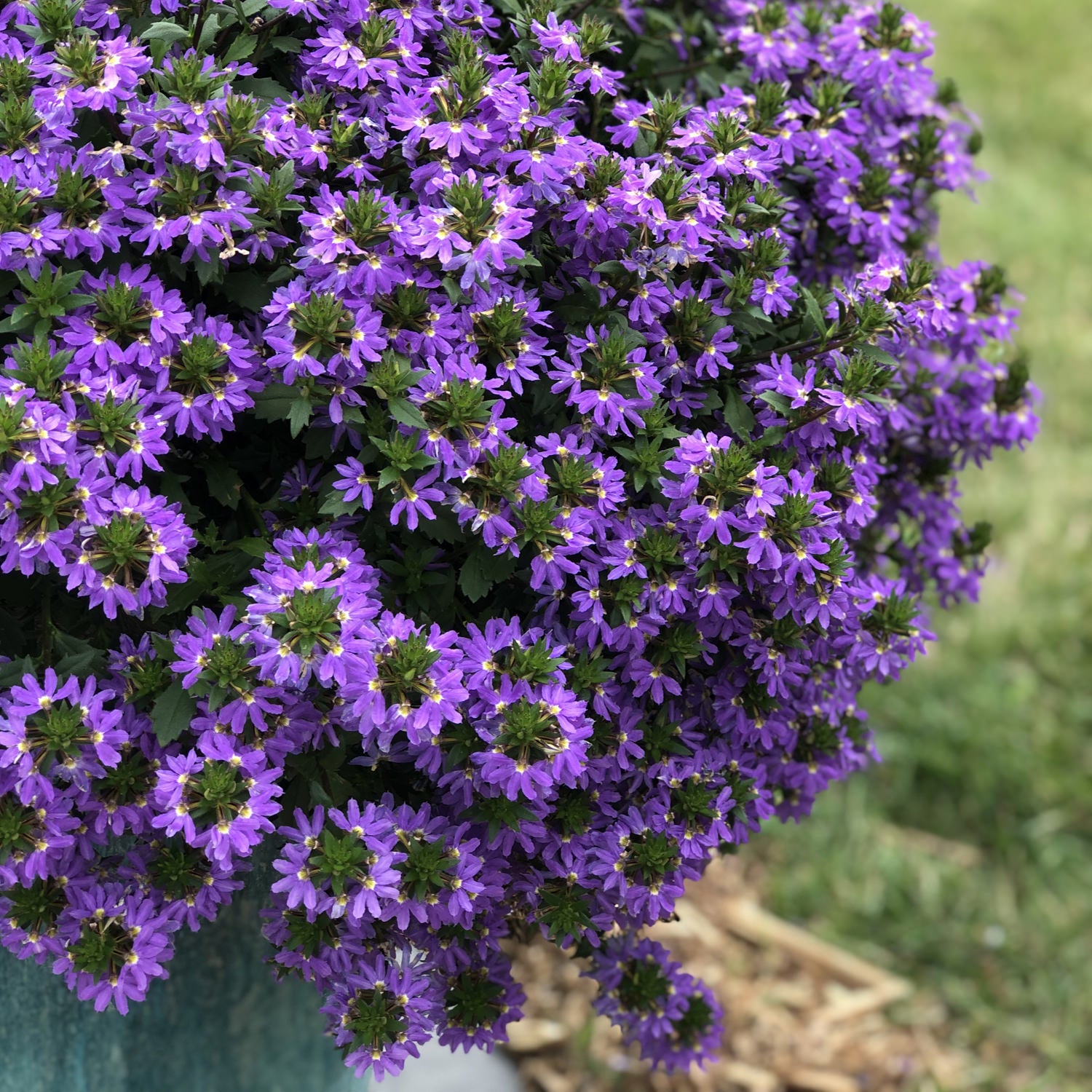 Fan Flower Seaside Magic Mix (Scaevola)