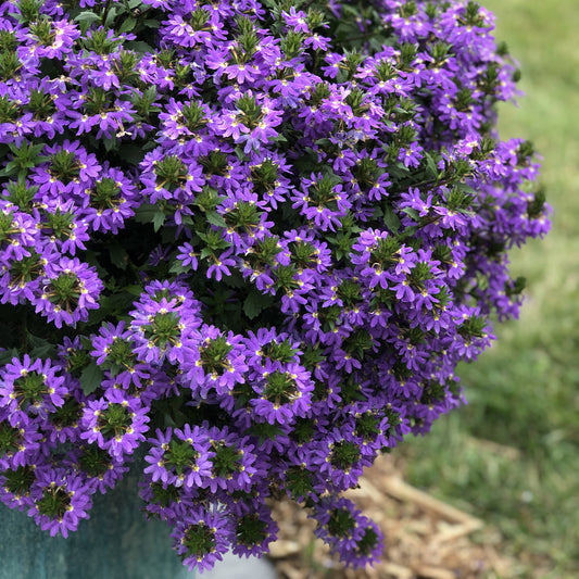 Fan Flower Seaside Magic Mix (Scaevola)