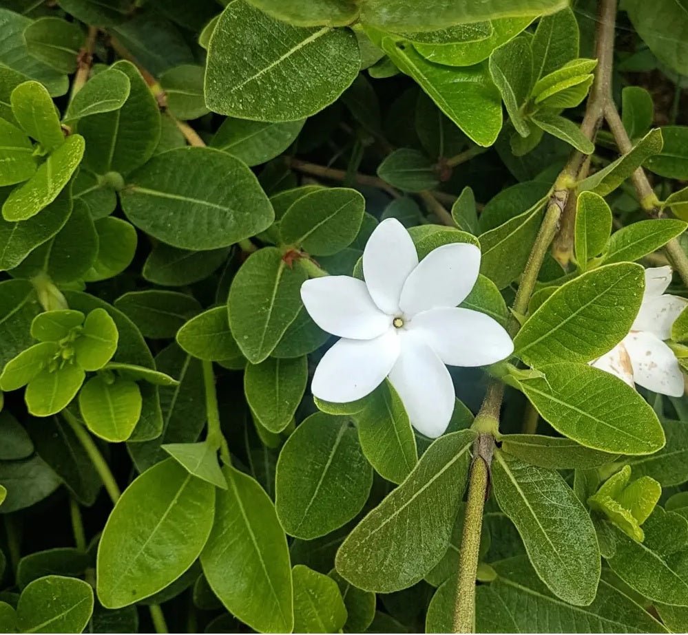 Gardenia White Star (Gardenia psidioides) - Ladybird Nursery