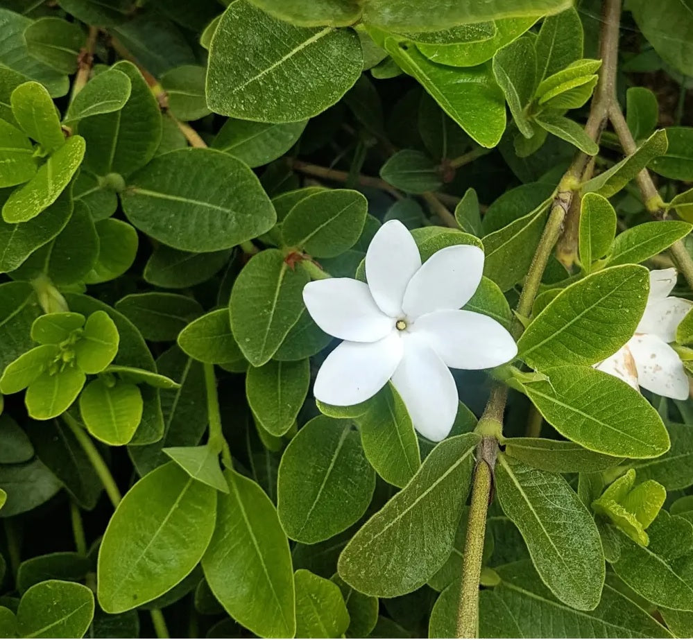 Gardenia White Star (Gardenia psidioides)