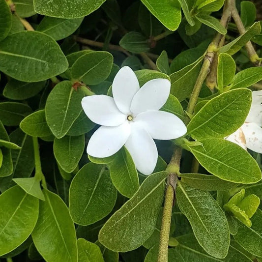 Gardenia White Star (Gardenia psidioides) - Ladybird Nursery