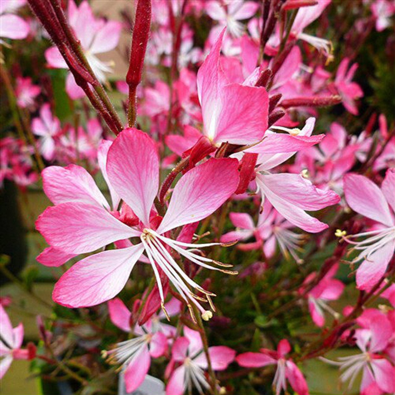 Gaura Little Janie (Gaura lindheimeri) - Ladybird Nursery