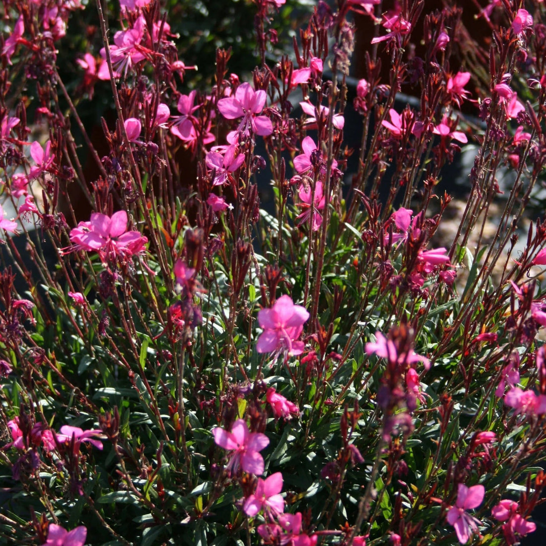 Gaura Pink (Gaura lindheimeri) - Ladybird Nursery