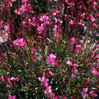 Gaura Pink (Gaura lindheimeri)