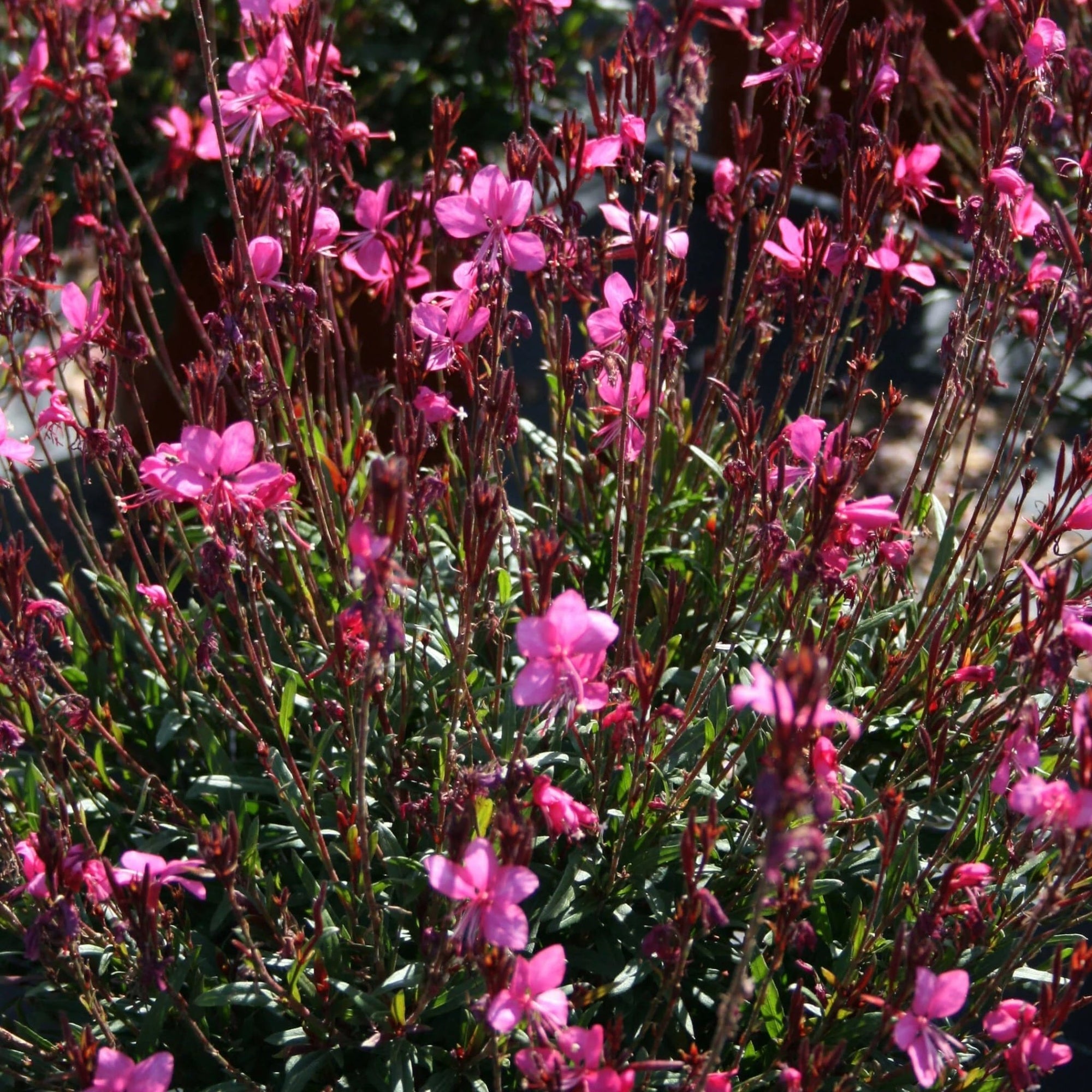 Gaura Pink (Gaura lindheimeri) - Ladybird Nursery