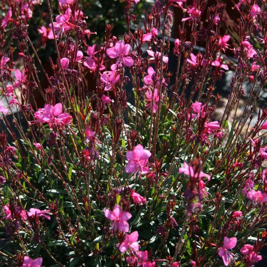 Gaura Pink (Gaura lindheimeri)