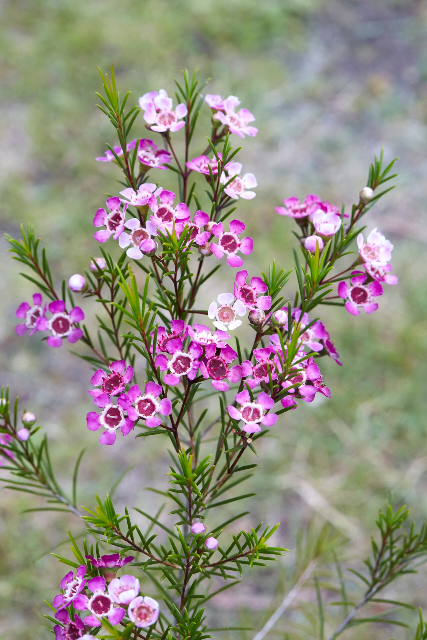 Geraldton Wax (Chamelaucium)