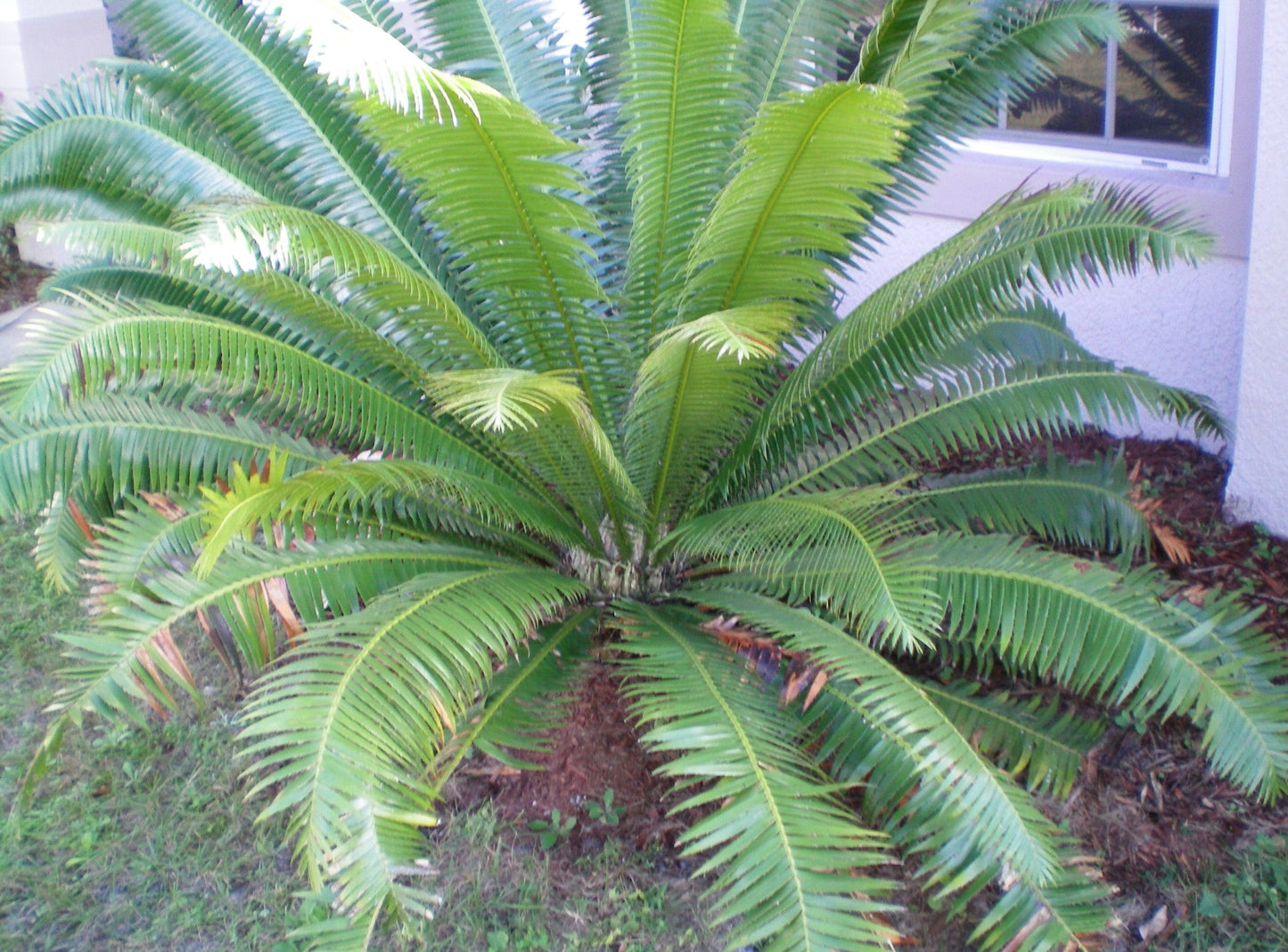 Giant Dioon (Dioon spinulosum)