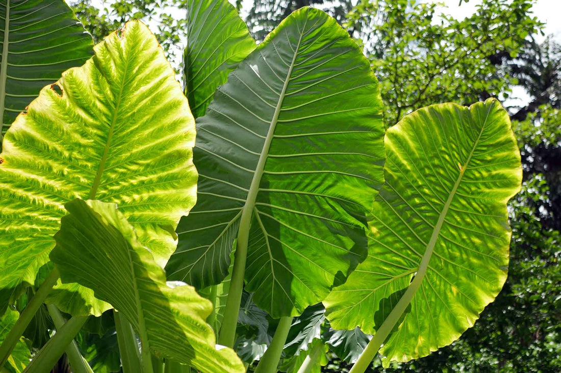 Giant Elephant Ear (Alocasia macrorrhizos) - Ladybird Nursery