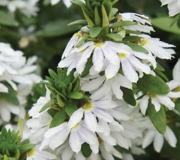 Fan Flower White (Scaevola spp.)