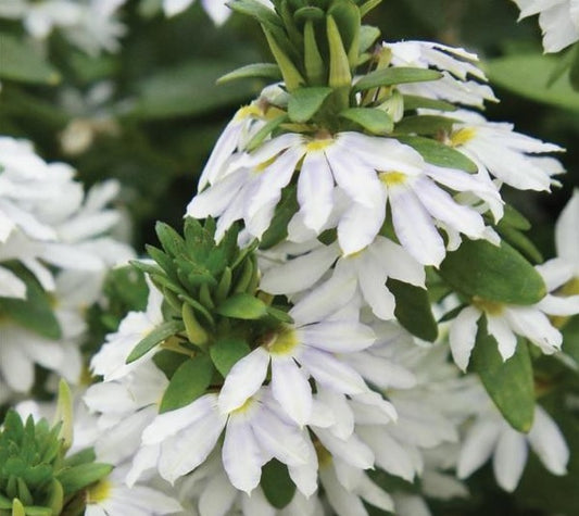 Fan Flower White (Scaevola spp.)
