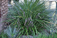 Giant Lilyturf (Liriope gigantea) - Ladybird Nursery