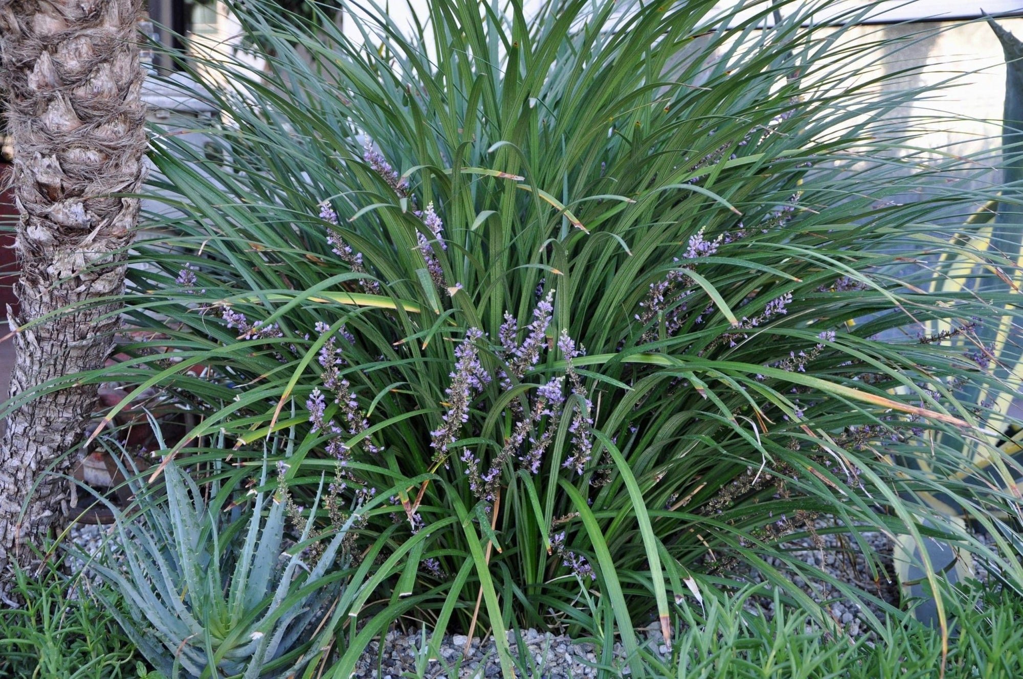 Giant Lilyturf (Liriope gigantea) - Ladybird Nursery