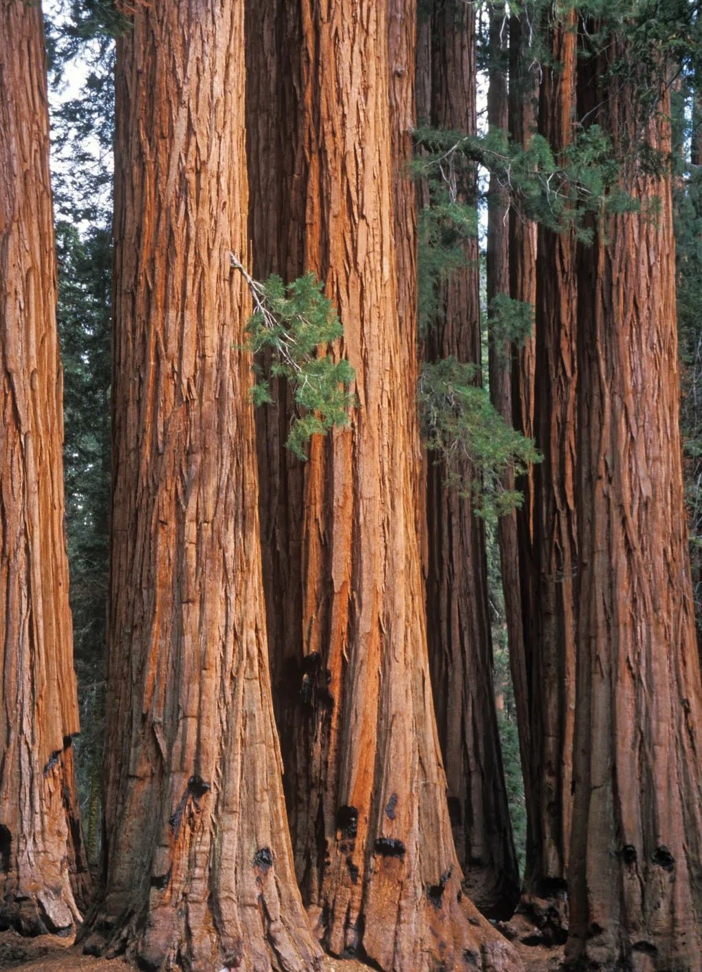 Giant Sequoia (Sequoiadendron giganteum) - Ladybird Nursery