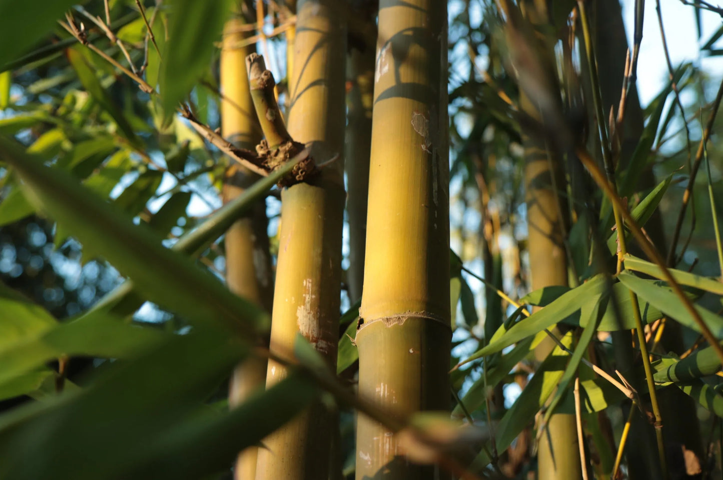 Giant Timber Bamboo Oldhams (Bambusa oldhamii)