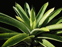 Giant Vriesea (Vriesea gigantea)