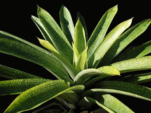 Giant Vriesea (Vriesea gigantea)