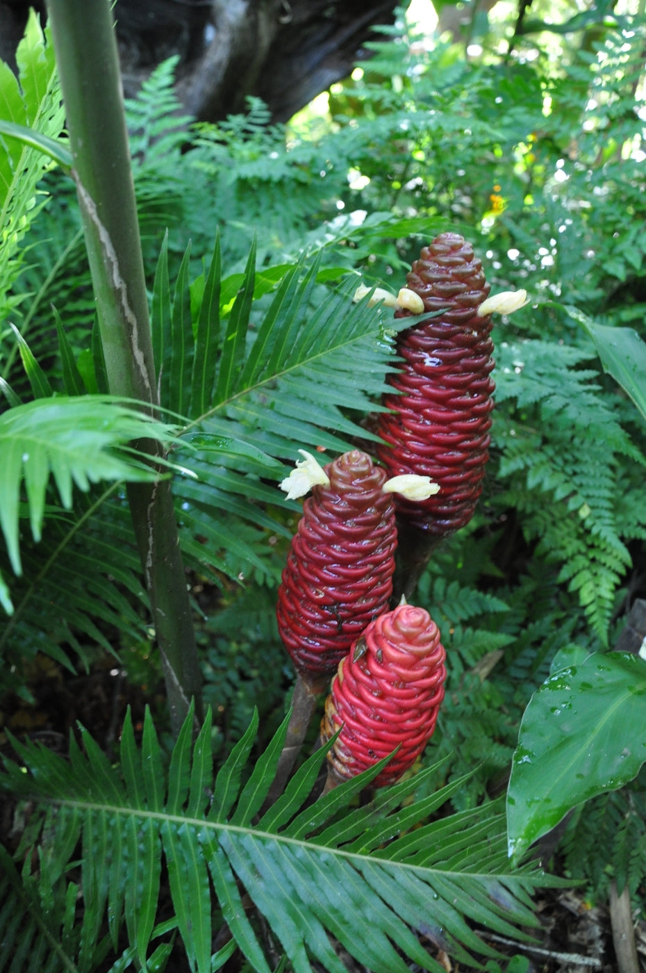 Ginger (Zingiber ottensii)