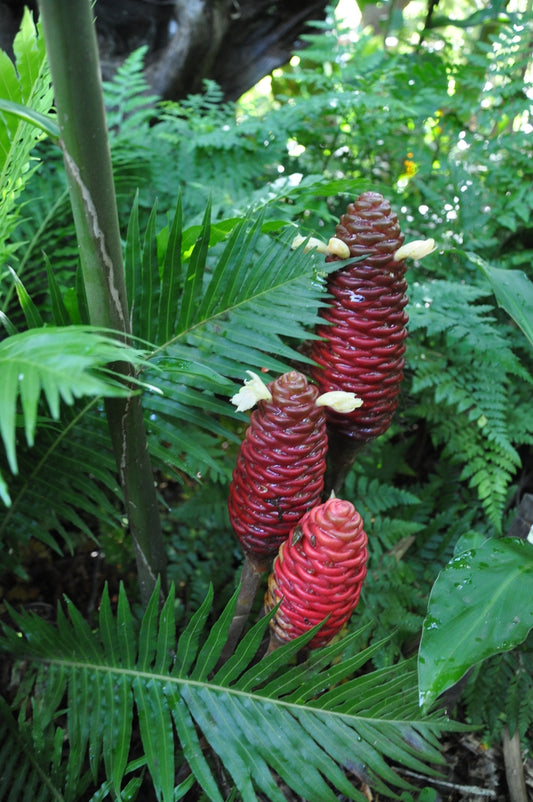Ginger (Zingiber ottensii)