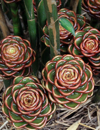 Ginger Chocolate Beehive (Zingiber macradenia)