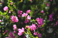 Flamingo Boronia (Boronia Flamingo) - Ladybird Nursery