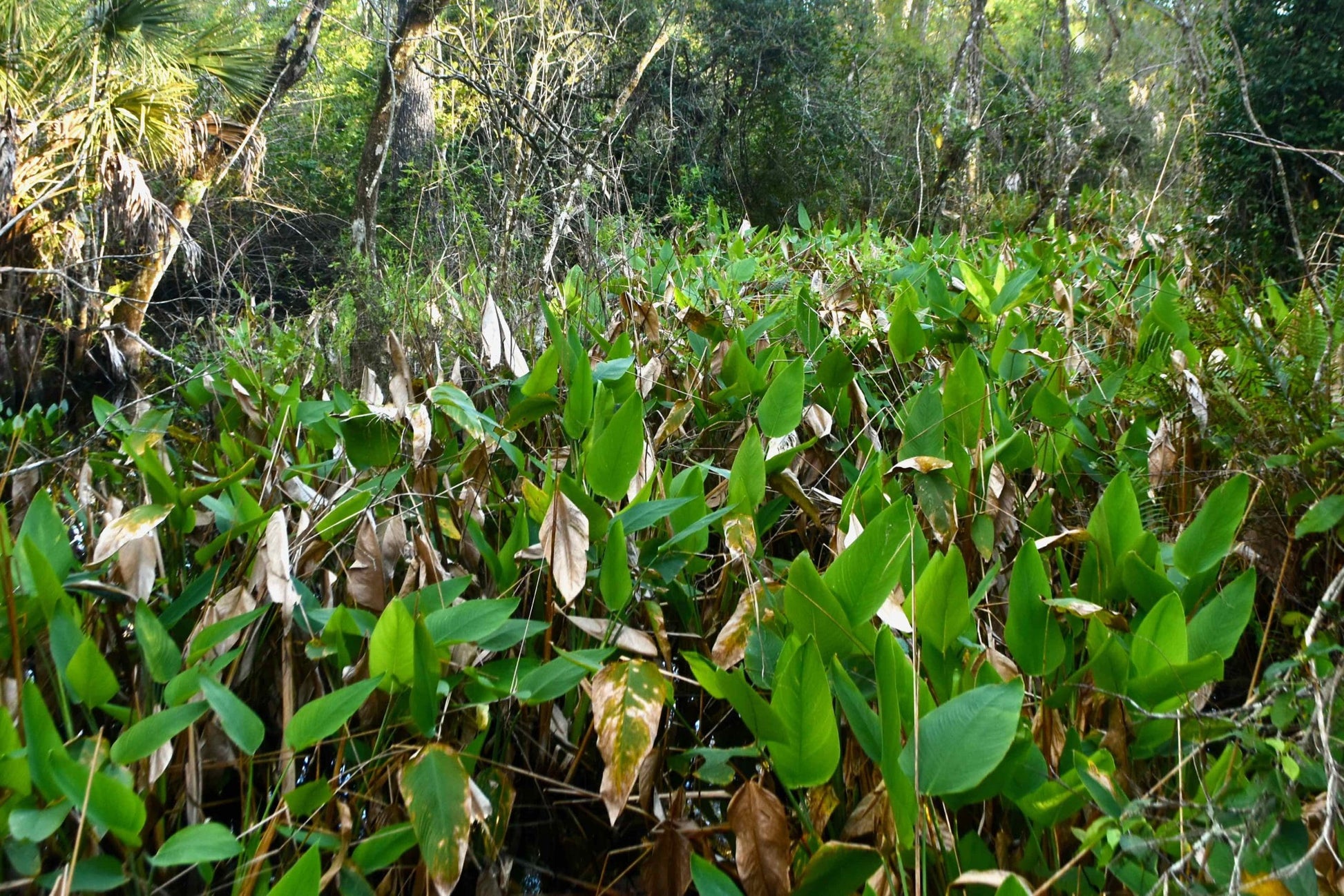 Fire Flag (Thalia geniculata)