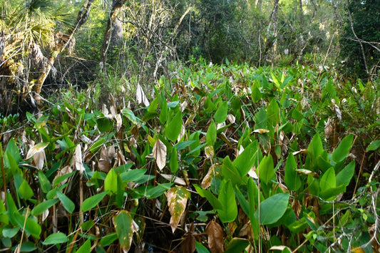 Fire Flag (Thalia geniculata)