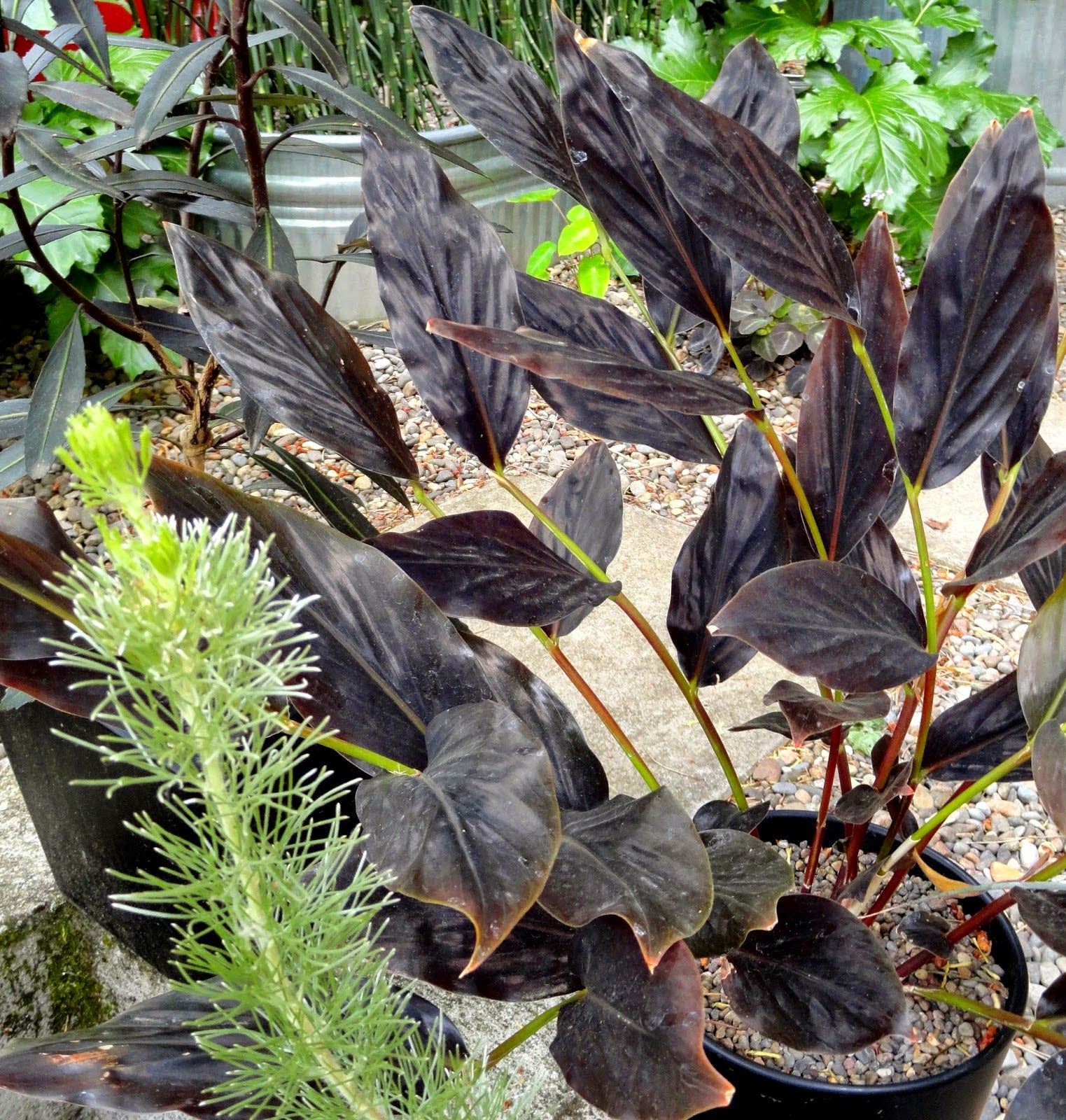 Ginger Midnight (Zingiber malaysianum)