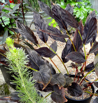 Ginger Midnight (Zingiber malaysianum)