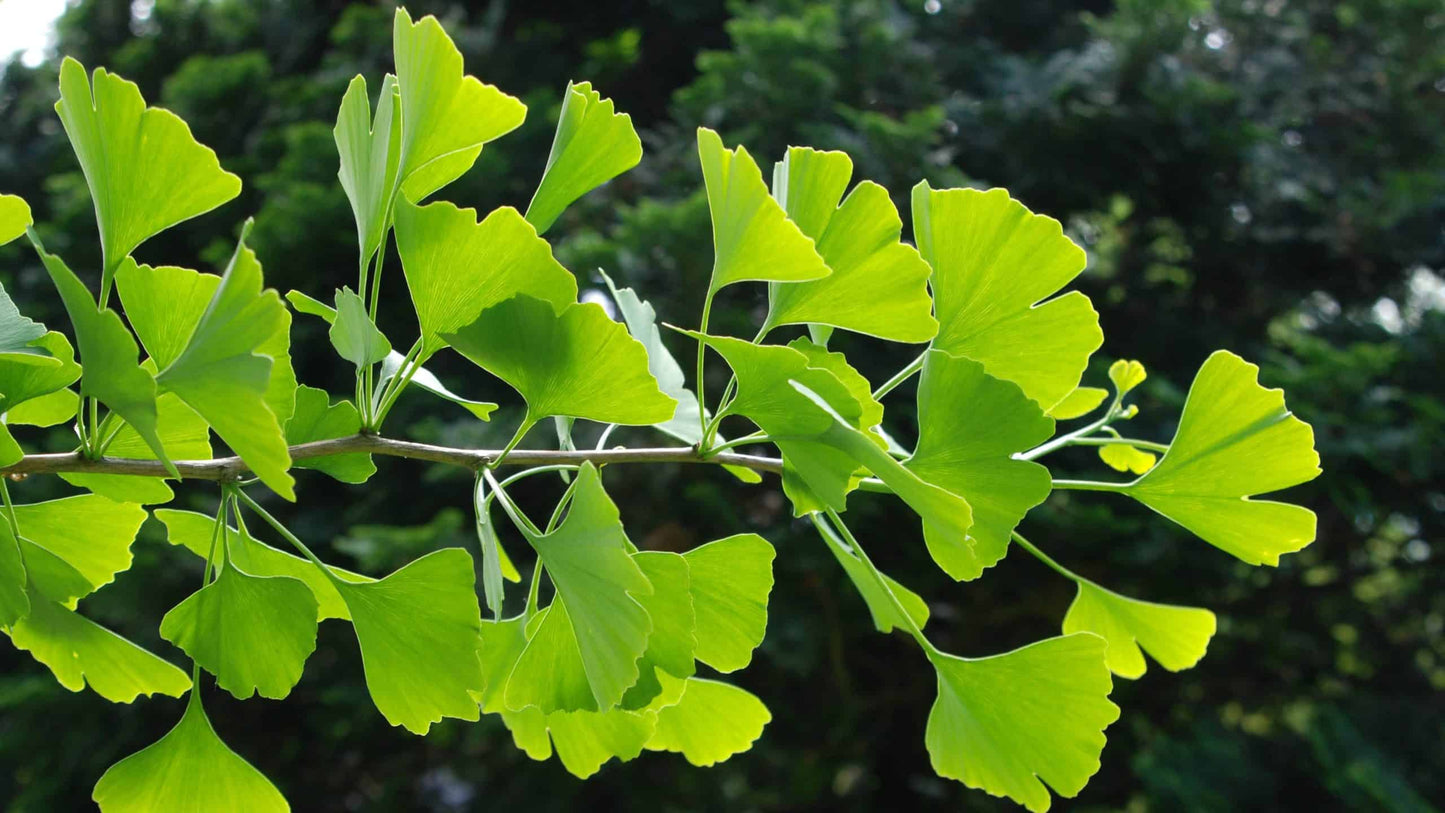 Ginkgo biloba Saratoga Fishtail Ginkgo