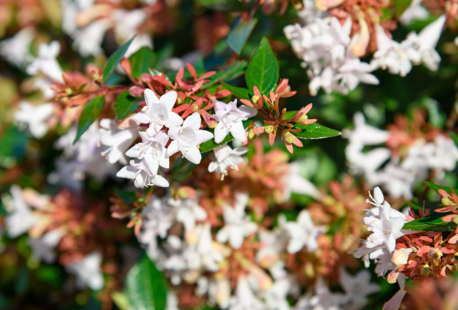 Glossy Abelia Dwarf (Abelia grandiflora) - Ladybird Nursery