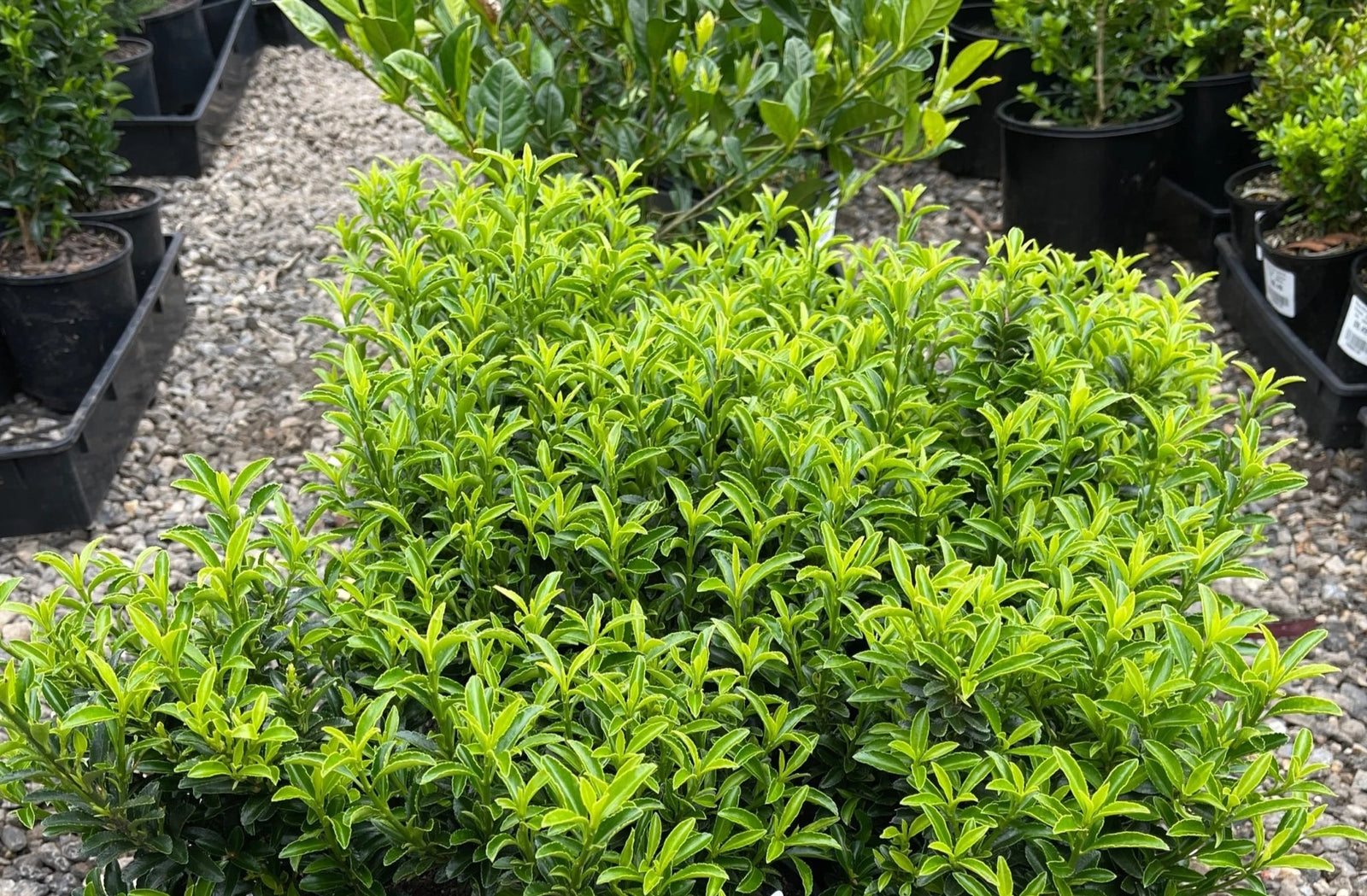 Gold Thumb Spindle microphyllus (Euonymus japonicus) - Ladybird Nursery