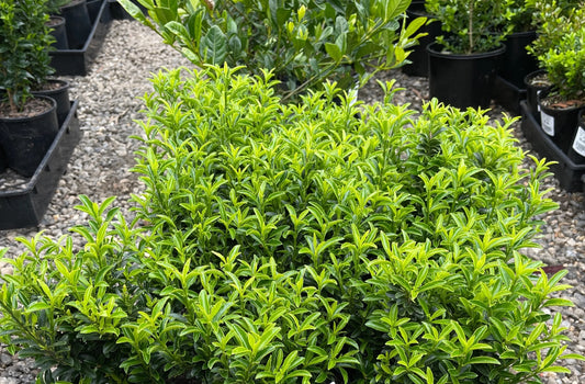 Gold Thumb Spindle microphyllus (Euonymus japonicus)