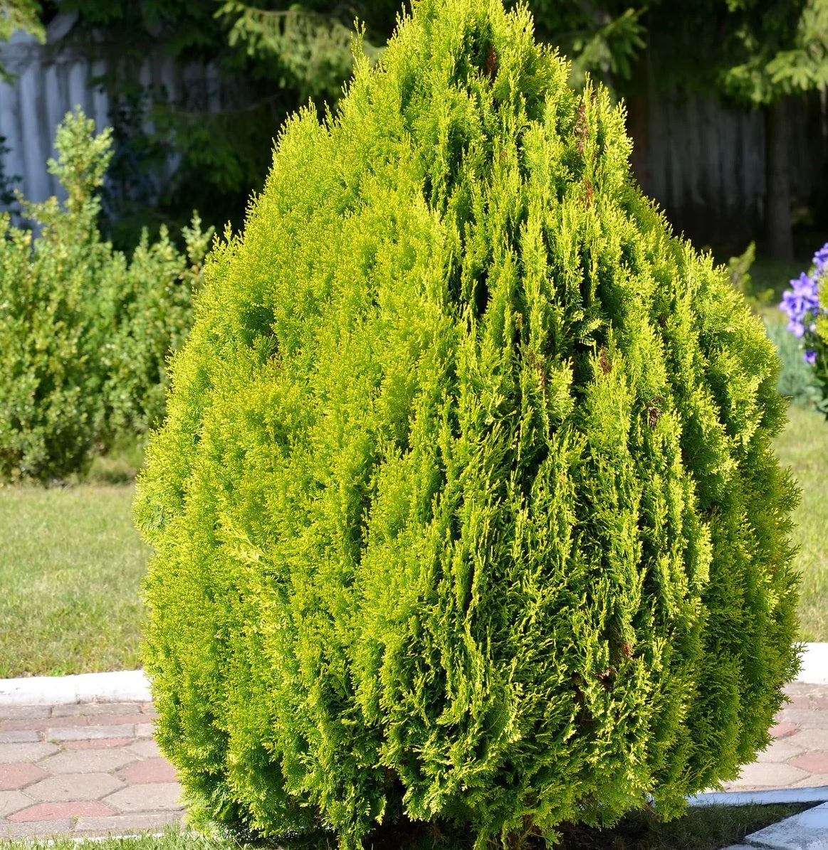 Golden Arborvitae Aurea Nana Biota (Thuja orientalis)