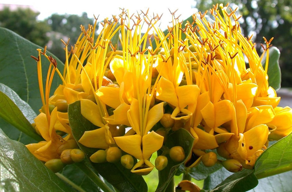 Golden Bouquet Tree (Deplanchea tetraphylla)