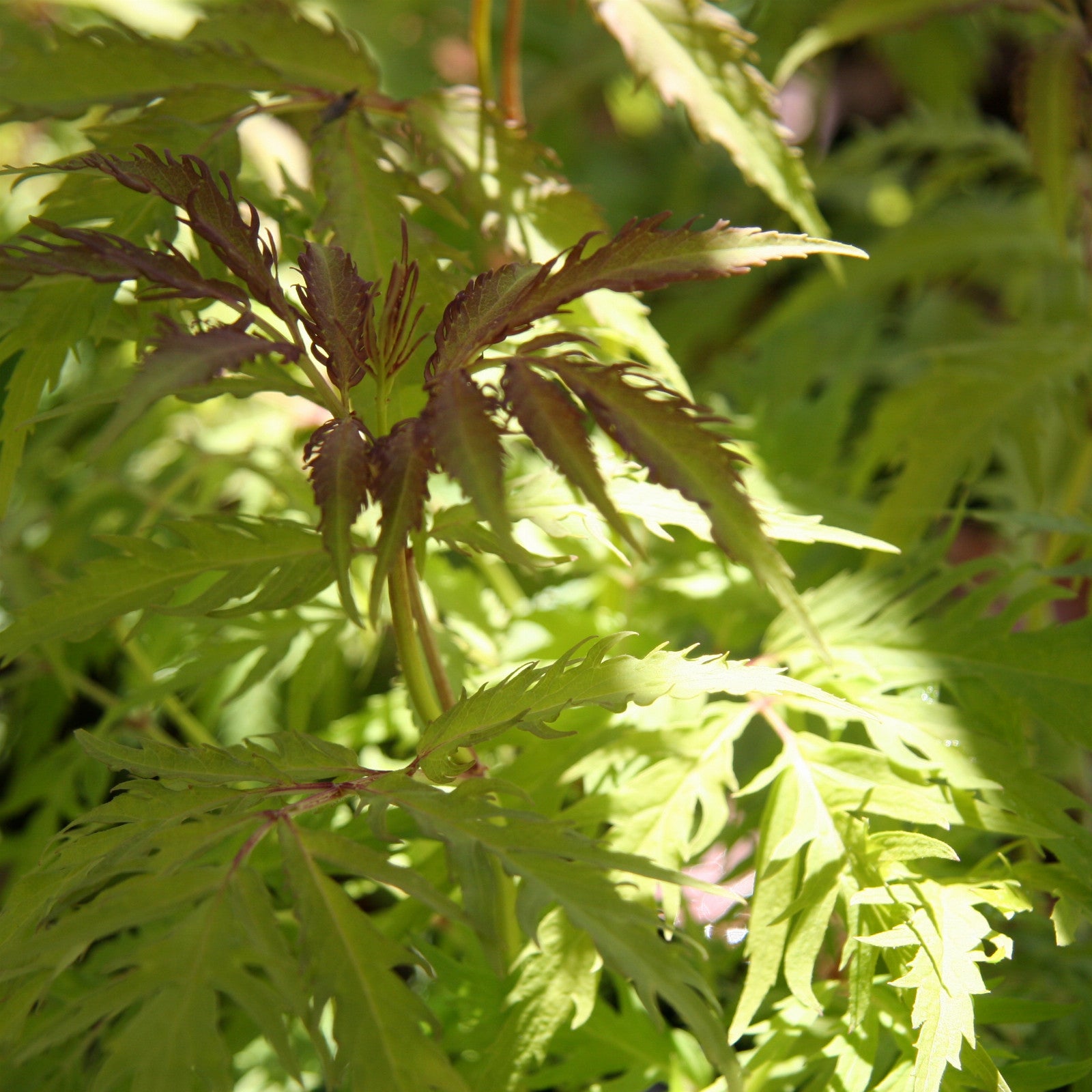 Golden Cutleaf Elderberry Plumosa Aurea (Sambucus racemosa) - Ladybird Nursery