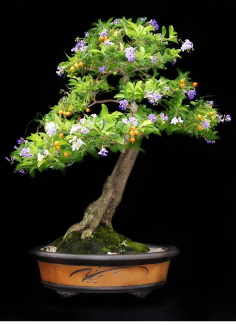 Golden Dewdrop China Girl (Duranta erecta)