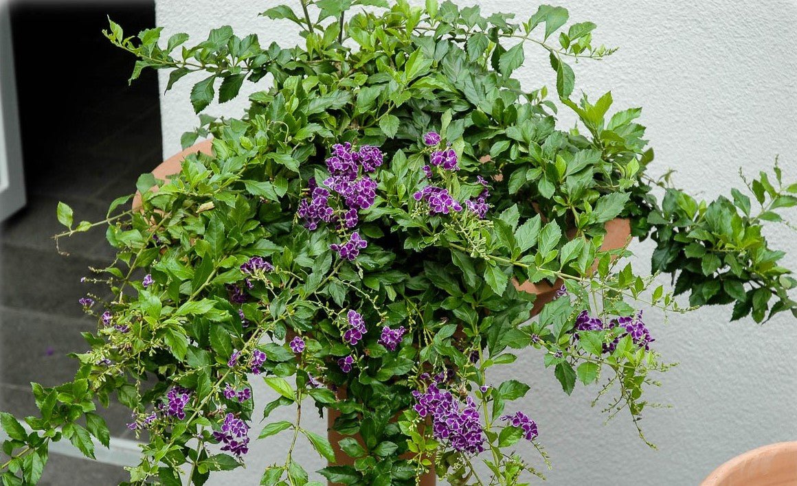 Golden Dewdrop Geisha Girl Standards (Duranta erecta) - Ladybird Nursery