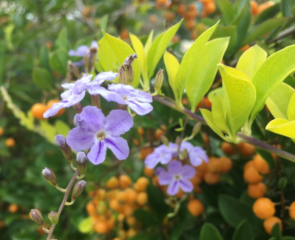 Golden Dewdrop Sheenas Gold (Duranta erecta)
