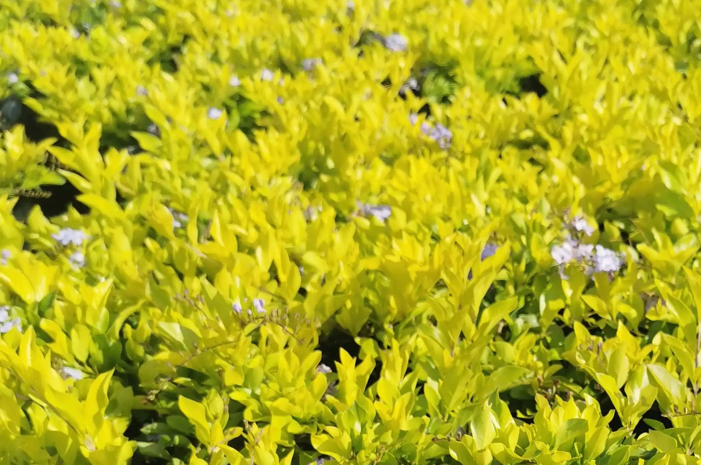 Golden Dewdrop Sheenas Minigold (Duranta erecta)