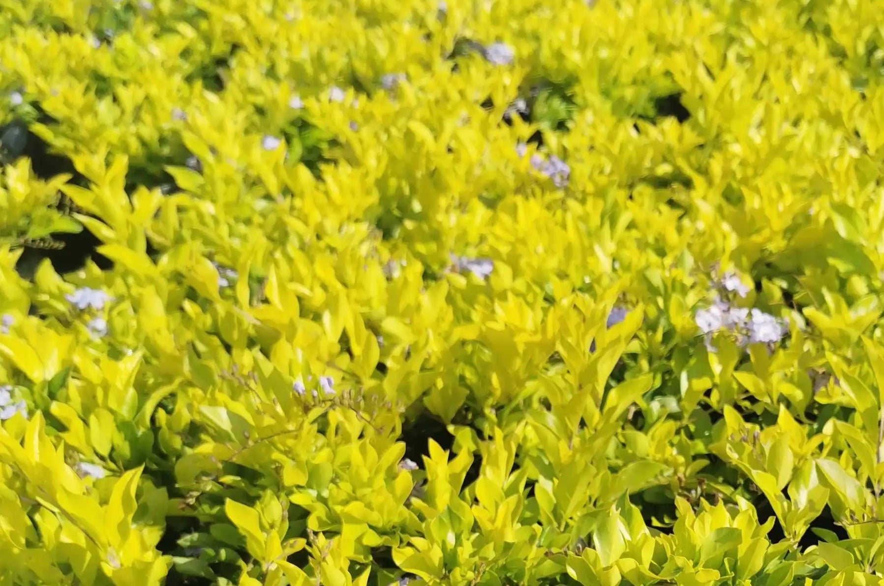 Golden Dewdrop Sheenas Minigold (Duranta erecta)