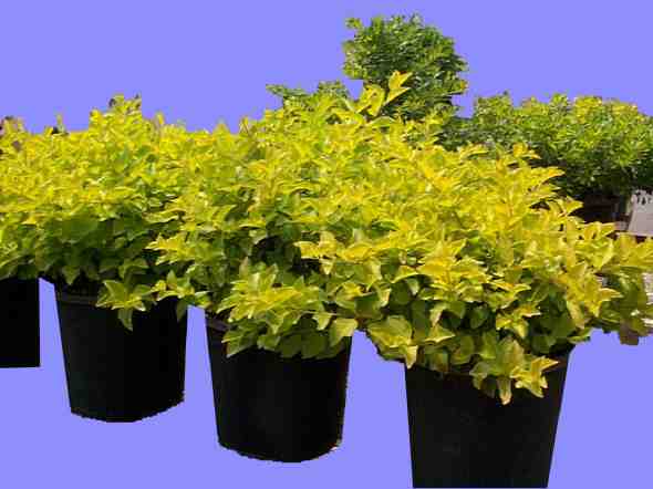 Golden Dewdrop Squatters Gold (Duranta erecta)