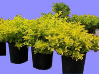 Golden Dewdrop Squatters Gold (Duranta erecta) - Ladybird Nursery